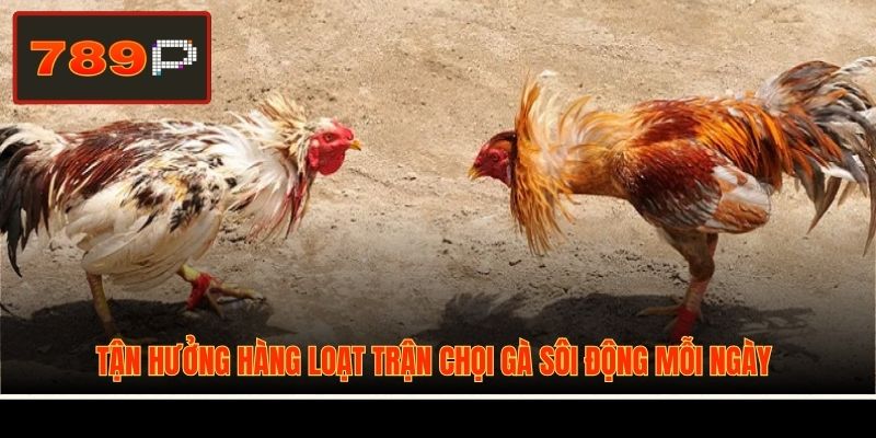 Tận hưởng hàng loạt trận chọi gà sôi động mỗi ngày